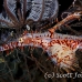 pipefish_ghost_ornate_pb_sb_h_0105_kom5541.jpg